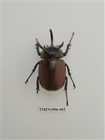 藏品(金龜子科(十二))的圖片